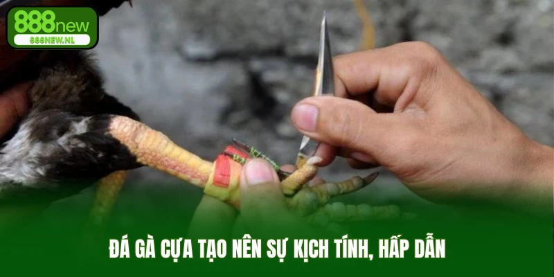 Đá gà cựa tạo nên sự kịch tính, hấp dẫn